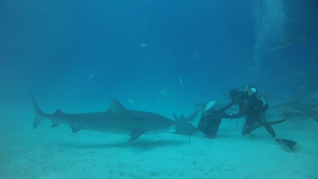 Tiger Shark Feeding in Bahamas