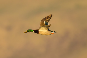 Obraz premium wild duck flying in the wild