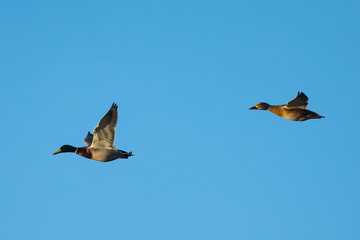 Couple of wild ducks flying together 