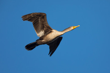 Double-crested cormorant flying, seen in the wild  in North California