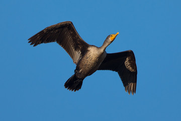 Double-crested cormorant flying, seen in the wild  in North California