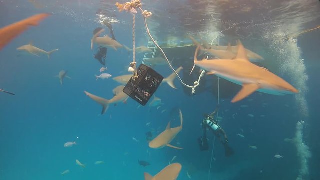 Shark feeding dive in Bahamas