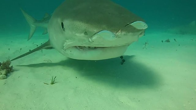 Tiger Shark Bites Camera