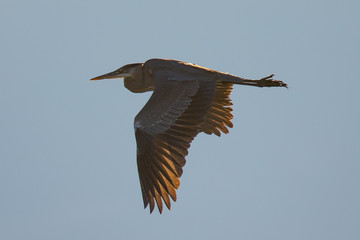 Very close view of a great blue heron flying, seen in the wild in North California, just before sunset 