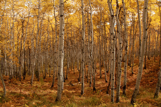a forest of aspen trees during autumn color change