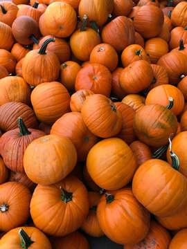 pumpkins in a picking bin at an autumn festival