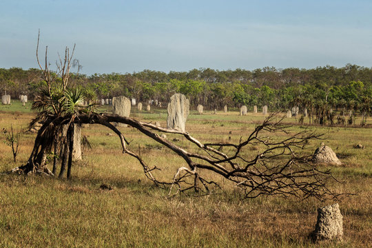 Giant Magnetic Termite (Amitermes meridionalis) Mounds - resembling headstones - Litchfield National Park, Northern Territory, Australia