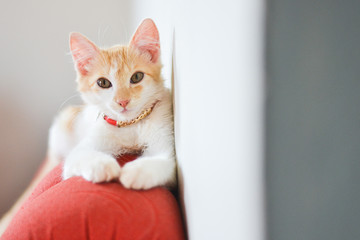 Mixed kitty on a leash sitting looking forward