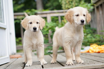 2 month old golden retriever sisters