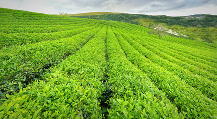 Fototapeta na wymiar Panrama green tea hill in the highlands in the morning. This tea plantation existed for over a hundred years old and the largest tea supply in the region and exporting