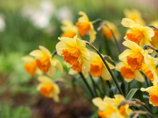 yellow daffodils closeup