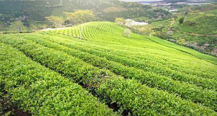 Panrama green tea hill in the highlands in the morning. This tea plantation existed for over a hundred years old and the largest tea supply in the region and exporting