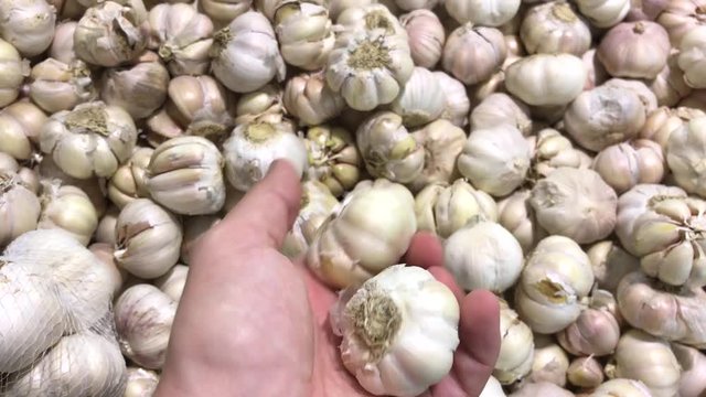 Fresh organic healthy garlic in the food market. Garlic vegetable. Close up 4K footage. Man hand choosing garlic.