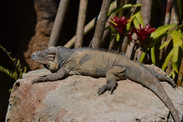 Goanna