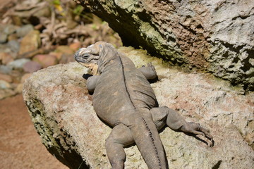 Goanna in the sun