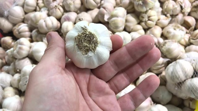 Fresh organic healthy garlic in the food market. Garlic vegetable. Close up 4K footage. Man hand choosing garlic.