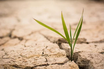 Fotobehang Little green plant on crack dry ground, concept drought © sawitreelyaon