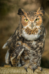 great horned owl perched at sunset