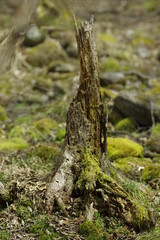 Old stump