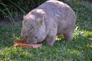 Wombat feeding