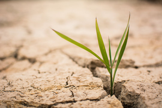 Little green plant on crack dry ground, concept drought