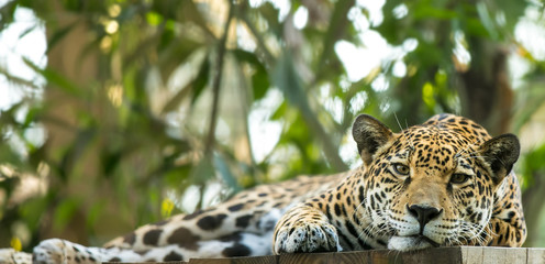 leopard lounging in the shade