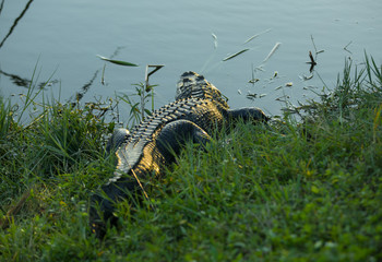 american alligator escapes into sunset pond