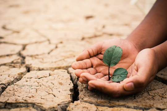Hands of boy save little green plant on cracked dry ground, concept drought and crisis environment