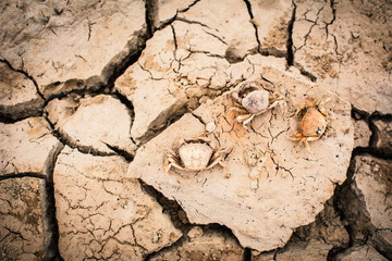 Carcass of crab on crack dry ground, concept drought