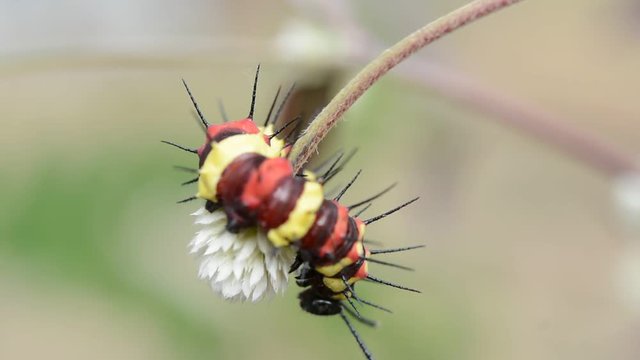 Worms are climbing on flowers.