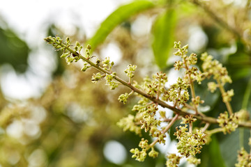 Close to organic mango buds