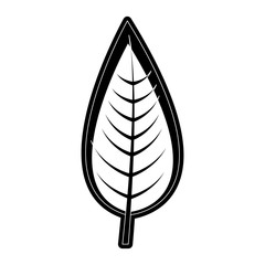ovate leaf  vector illustration
