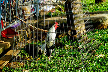 Live chickens for sale at Saigon Market