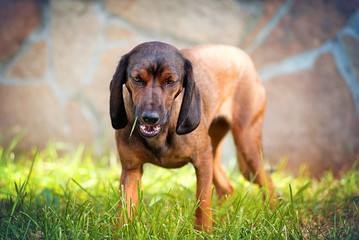 Dog breed Bavarian mountain hound stands outside and eats grass