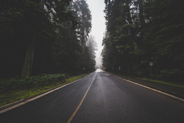 Misty Pacific Northwest Road 
