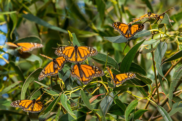 Obraz premium Monarch Butterflies at Pismo Beach Monarch Butterfly Grove
