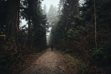 Misty path in the forest