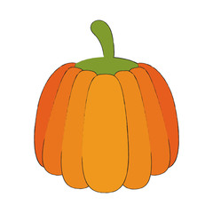 Pumpkin vegetable isolated