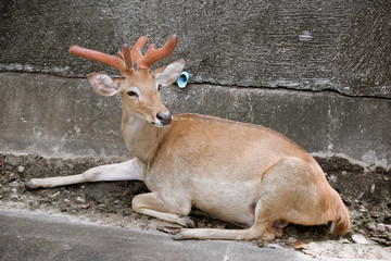 Dear in Chiangmai night safari