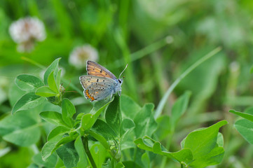 Purple Shot Copper or Lycaena alciphron butterfly in natural habitat on wild flowers.