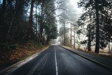 morning mist in stanley park vancouver