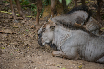 Fototapeta premium wildebeest