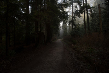 Fototapeta premium Stanley park Vancouver green background