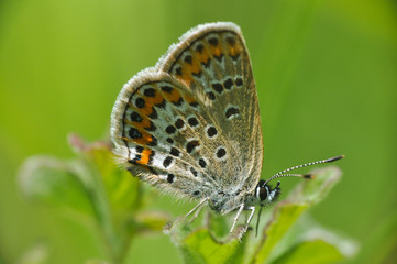 Plakat Plebejus argus, Silver Studded Blue butterfly collecting nectar from wild white flower with a green background