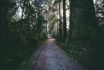 Stanley park fores path