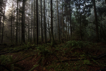 Rain forest mist on Stanley park Vancouver