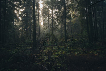 Obraz premium Rain forest mist on Stanley park Vancouver