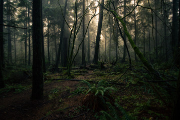 Misty rain forest Vancouver Canada