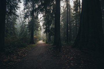 Naklejka premium A misty path on Stanley park Vancouver