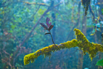 Small Live on a dying tree